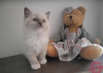 mâle blue point-mitted - 7 semaines - Chatterie Ragdolls du Val de Beauvoir